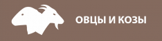 ovcy-i-kozy-3860